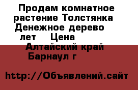 Продам комнатное растение Толстянка. (Денежное дерево) 10 лет  › Цена ­ 10 000 - Алтайский край, Барнаул г.  »    